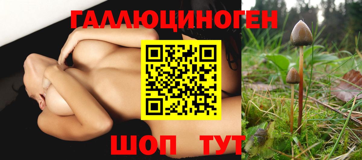 Галлюциногенные грибы Psilocybe Когалым